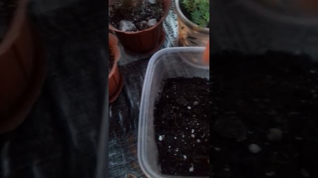 Посев астры ''Королевский размер.''23.04.19. смотреть онлайн