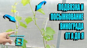 ВАЖНОЕ О ПАСЫНКОВАНИИ И ПОДВЯЗКЕ ВИНОГРАДА (ЗЕЛЕНЫЕ ОПЕРАЦИИ). СЕВЕРНЫЙ ВИНОГРАДНИК 11-21