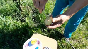 Слива Блек Амбер