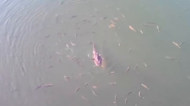 Риба Чорнобиля смотреть онлайн