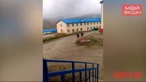 Медведи шалят на Маломырском руднике
