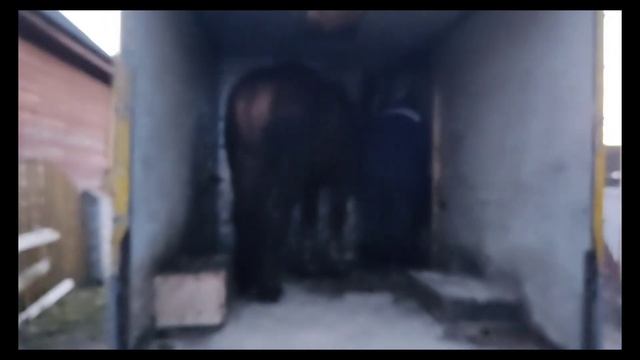 ? Жеребец Цезарь на обмене,нашёл заботливые руки ? смотреть онлайн