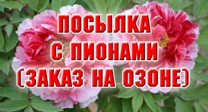 Получила посылку с пионами на Озоне