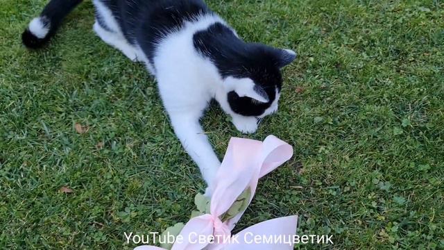 Кот играет с бантиком Милый котик очень любит играть Любите милые видео и приколы с котиками Позити