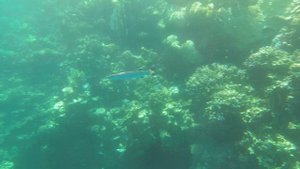 Marsa Alam 2024_BARACUDA1