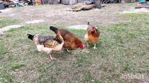 Дети кормят кур. Причины пропажи кур в деревне. Белорусская деревня.