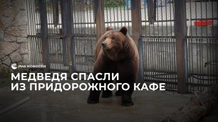 Медведя спасли из придорожного кафе