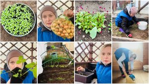 4 мая. На даче снег. Покупки со светофора. Лопата или вилы? Прополка теплицы. Уборка в доме мух.