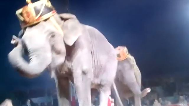 Итальянские Слоны \Цирк|Kobzov\ смотреть онлайн