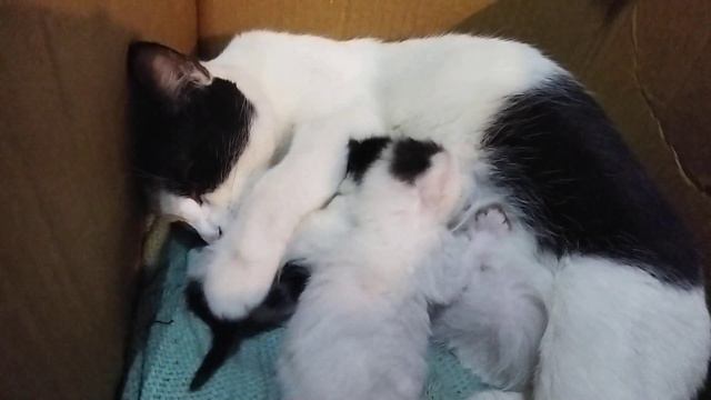Милые Котята: Первые Дни Жизни и Их Любовь к Молоку #Котята, #СлепыеКотята, #МилыеКотята, #Молоко,