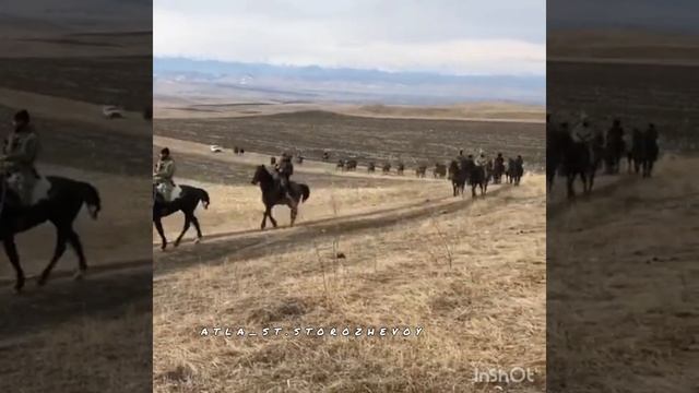 Поход на Лошадях Карачаевской породы Сторожевая — Черкесск. смотреть онлайн