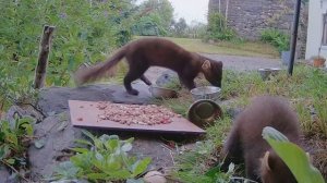 Куница - самый обаятельный охотник! Куница против кота и ястреба!