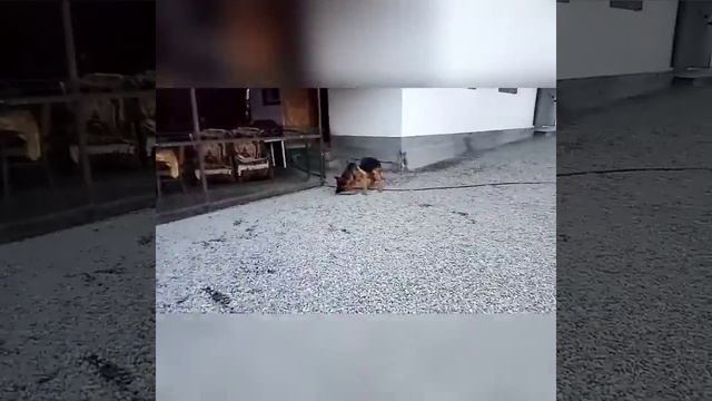 Питомник немецких овчарок ALBO TERRA предлагает щенка...