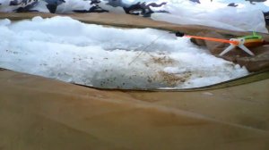 Ловля плотвы зимой (Плотва видео)