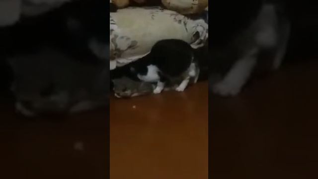 Сношение кошек,поведение кошечки после)