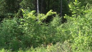 Окрестности Перми.