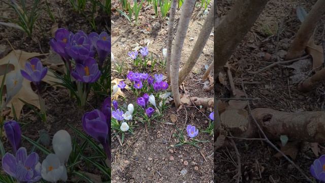 Cat and April flowers