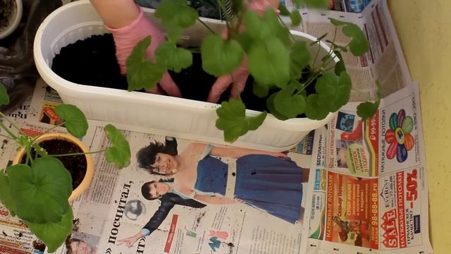 Пеларгония(герань). Пересадка. [Надежда и Мир] смотреть онлайн