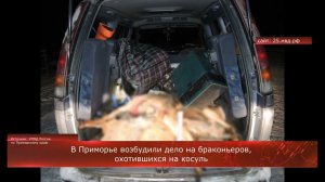 В Приморье возбудили дело на браконьеров, охотившихся на косуль