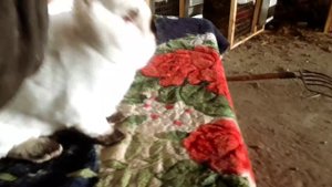 Калифорнийские кролики самцы рабочие