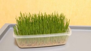 Как легко прорастить пшеницу для ваших морских свинок / How to grow a fresh wheat for piggies