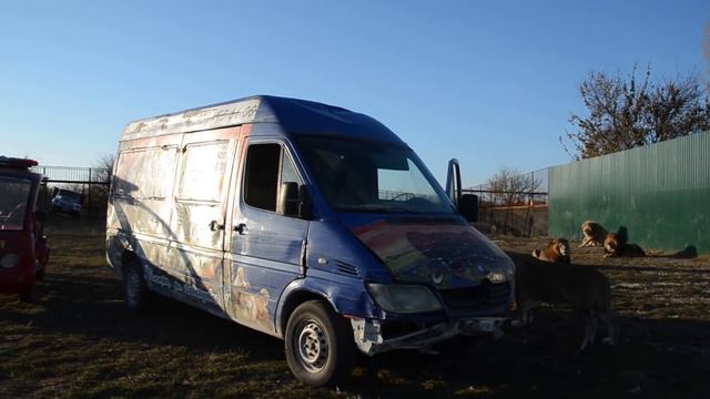 Льву Филе принесли мясо в отдельный "кабинет",а львы все на нервах :) смотреть онлайн