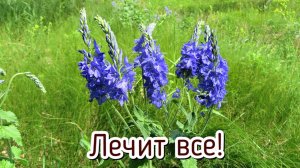 Соберите на поле в июне эту траву от 99 болезней! Какие целебные травы собирать в июне.