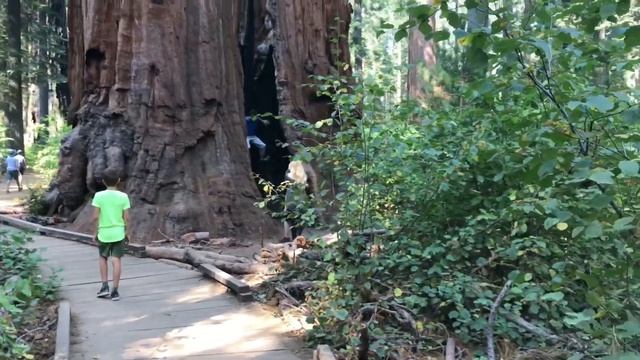 Никогда такого не видела! ДЕРЕВЬЯ ВЕЛИКАНЫ | Парк Секвойя, Калифорния, Америка| Часть 2 | №61 смотреть онлайн