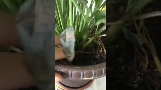 ӘЙЕЛ БАҚЫТЫ гүлінің күтіміндегі ҮЛКЕН ҚАТЕЛІКТЕР❗️❗️❗️1-бөлім смотреть онлайн