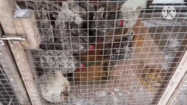 Кормлю кур. Хорошо, что подготовилась. #курица #куры #курятник #яйцо #петуха #курынесушки смотреть онлайн