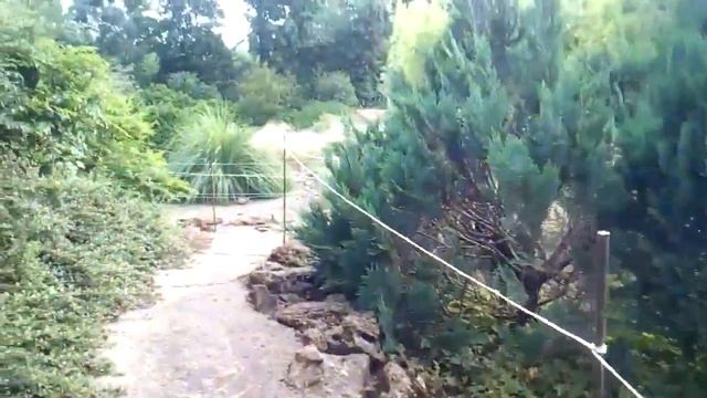 Ставропольский ботанический сад. Лотосы ,кувшинки. смотреть онлайн