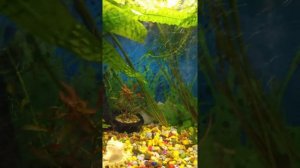 Гуппи Ред Мозаик Дамбо Халфмун.