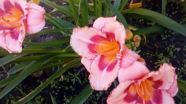 Один день из жизни лилейников,цветок однодневка,Гемерокаллис #лилейники #мойсад #июль2020 смотреть онлайн