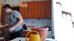 Как вырастить мандариновое дерево дома? Садим пророщенные косточки мандарина.