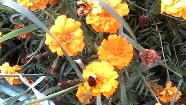 Шмель на желтых цветках бархатца смотреть онлайн