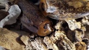 Тараканы Архимандриты ( Archimandrita tesselata ). Брачные танцы.
