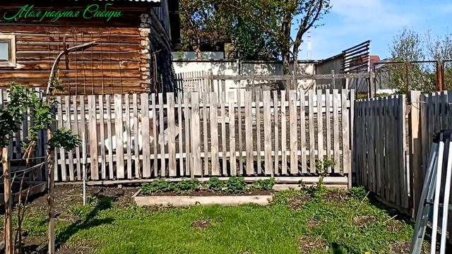 Выпускаем гусей на улицу. Один гусак выбрал себе хозяина. смотреть онлайн