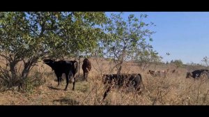 Все телята на пастбище А я навожу порядки