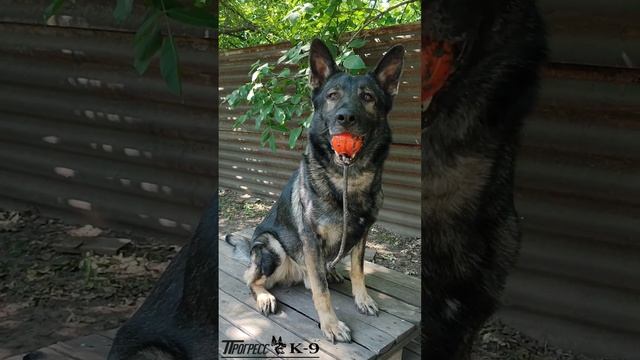 German shepherd dog. Немецкая овчарка зонарного окраса. #немецкаяовчарка #germanshepherd #dog