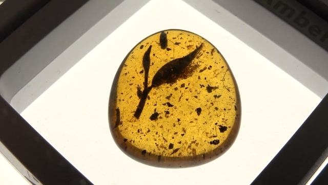 Ученые Китая изучают древние растения