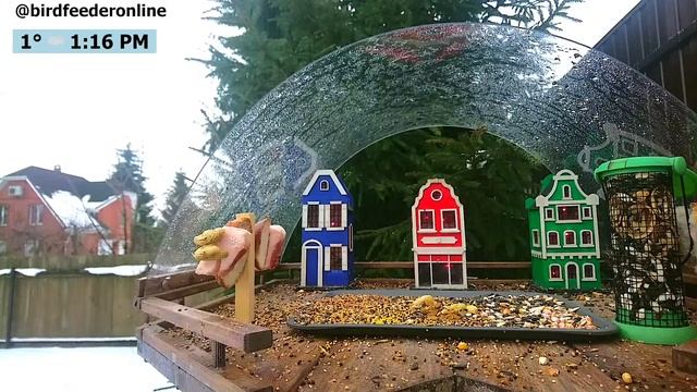 Кормушка для птиц онлайн / Bird feeder online смотреть онлайн