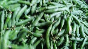 Собрали горох Оскар. Как мы его сохраняем