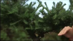 Илья Васецкий в Школе ландшафтного дизайна. Выпуск 4.mp4