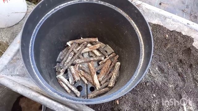 Посадка малины на доращивание в контейнер.