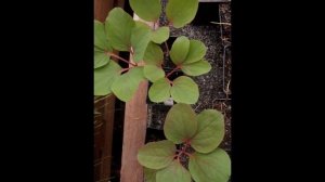 ХИАСТОФИЛЛУМ (CHIASTOPHYLLUM) сем. Толстянковые