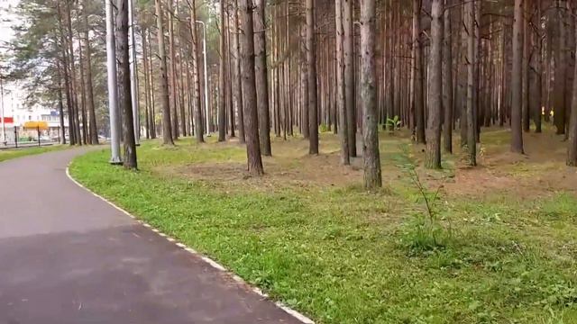 ПРИВЕЗЛА ИЗ ЕКАТЕРИНБУРГА ЦВЕТОК #САНСЕВИЕРИЯ смотреть онлайн