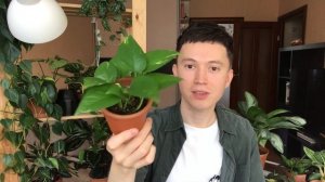 ТОП 5 Ядовитых Комнатных Растений » Самые Популярные и Распространённые