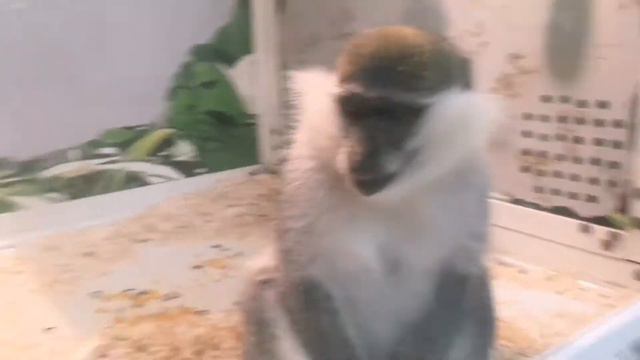 выставка "страна обезьян и пушистиков" смотреть онлайн