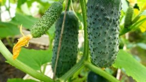 Срочно дайте огурцам эту желтую подкормку и будете собирать огурцы ведрами