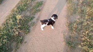 Купила щенка Русский спаниель. Ей 1,5 месяца. Первые прогулки.